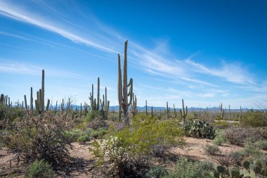 Çölün tarifsiz güzelliği.