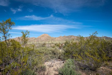 Çölün tarifsiz güzelliği.