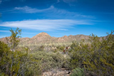 Çölün tarifsiz güzelliği.