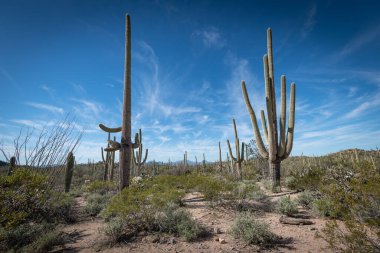 Saguaro Çölü 'nün güzel manzarası