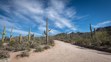 Saguaro Çölü 'nün güzel manzarası