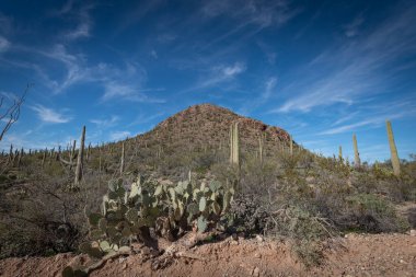 Saguaro Çölü 'nün güzel manzarası