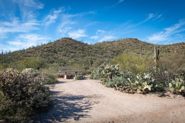 Saguaro Çölü 'nün güzel manzarası