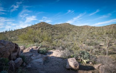Saguaro Çölü 'nün güzel manzarası