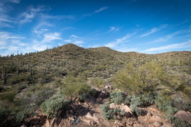 Saguaro Çölü 'nün güzel manzarası