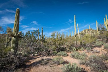 Saguaro Çölü 'nün güzel manzarası