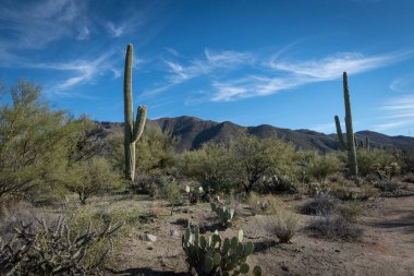 Saguaro Çölü 'nün güzel manzarası