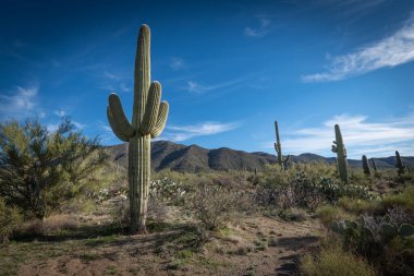 Saguaro Çölü 'nün güzel manzarası