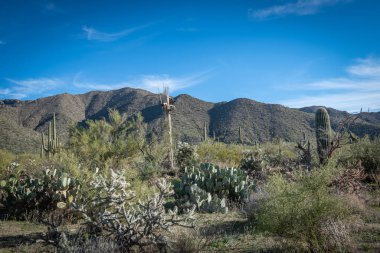 Saguaro Çölü 'nün güzel manzarası