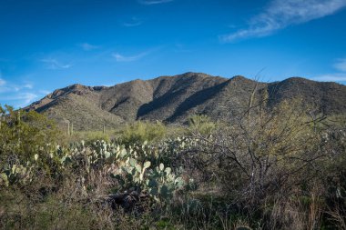 Saguaro Çölü 'nün güzel manzarası