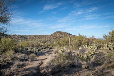 Saguaro Çölü 'nün güzel manzarası