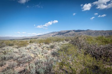 Saguaro Çölü 'nün güzel manzarası
