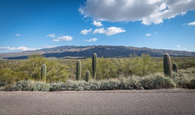 Saguaro Çölü 'nün güzel manzarası