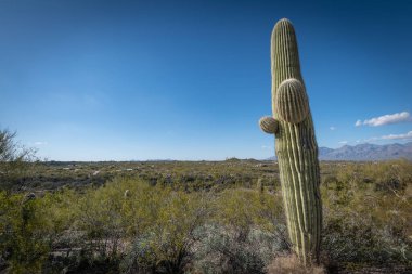 Saguaro Çölü 'nün güzel manzarası