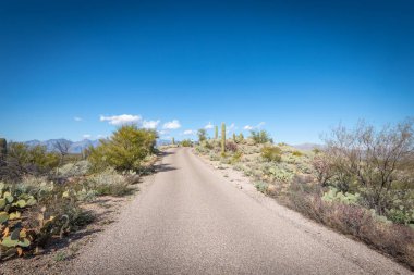 Saguaro Çölü 'nün güzel manzarası