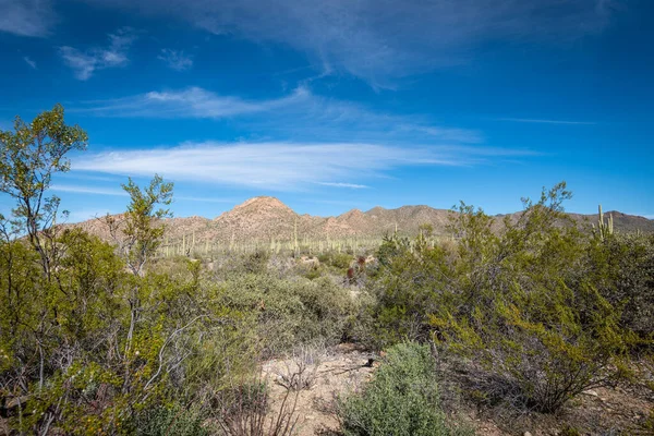 Çölün tarifsiz güzelliği.