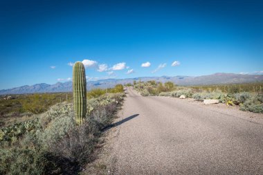 Saguaro Çölü 'nün güzel manzarası