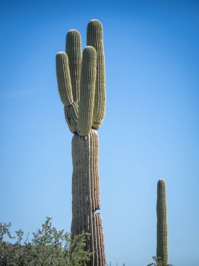 Çölde Saguaro kaktüsü