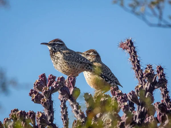 Cactus Wrens Cholla Tree Desert — Stock Photo, Image