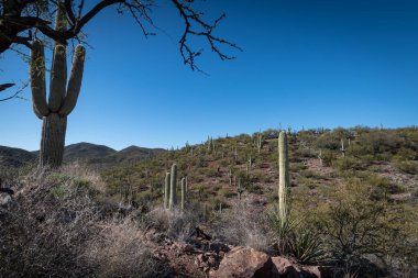 Çölün tarifsiz güzelliği.