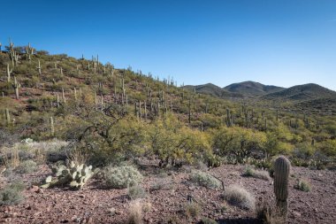 Çölün tarifsiz güzelliği.