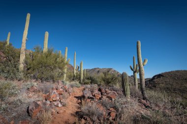 Çölün tarifsiz güzelliği.