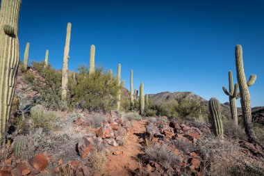 Çölün tarifsiz güzelliği.