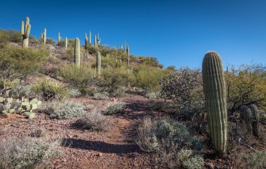 Çölün tarifsiz güzelliği.