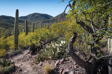 Çölün tarifsiz güzelliği.
