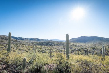 Çölün tarifsiz güzelliği.