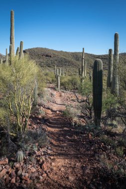 Çölün tarifsiz güzelliği.