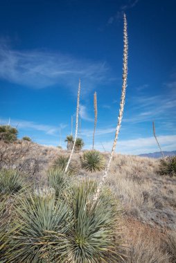 Çölün tarifsiz güzelliği.