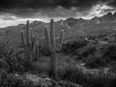 Çöl manzarasında Saguaro ağaçları