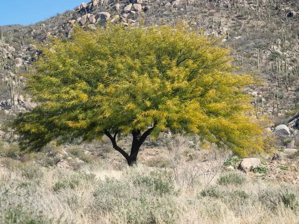 Texas Honey Mesquite Tree in a landscape