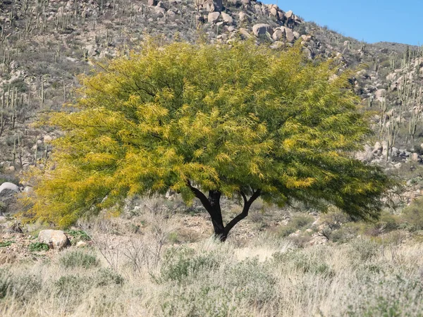Texas Honey Mesquite Tree in a landscape