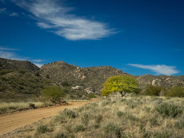 Texas Honey Mesquite Tree in a landscape