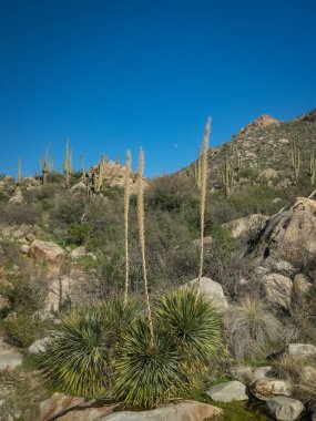 Güzel Arjantin Çöl Manzarası