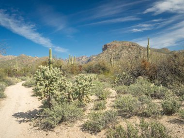Güzel Arjantin Çöl Manzarası