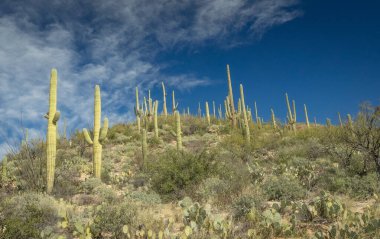 Güzel Arjantin Çöl Manzarası