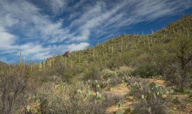 Güzel Arjantin Çöl Manzarası