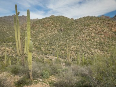 Güzel Arjantin Çöl Manzarası