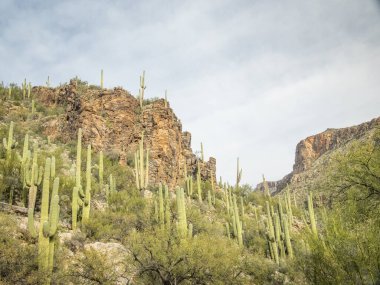 Güzel Arjantin Çöl Manzarası