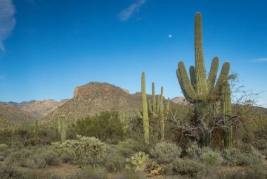 Güzel Arjantin Çöl Manzarası