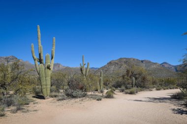 Güzel Arjantin Çöl Manzarası