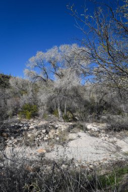 Güzel Arjantin Çöl Manzarası