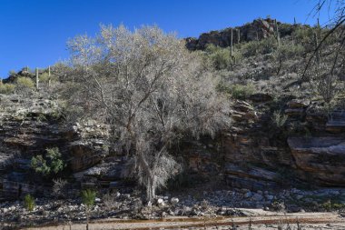 Güzel Arjantin Çöl Manzarası