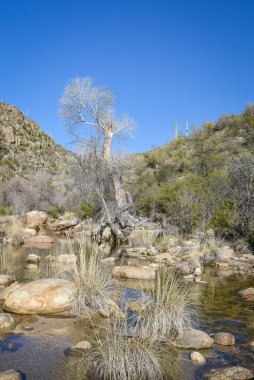 Güzel Arjantin Çöl Manzarası