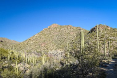 Güzel Arjantin Çöl Manzarası