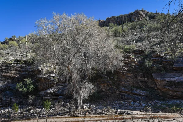 Güzel Arjantin Çöl Manzarası