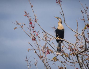 Güzel Anhinga kuşu doğada